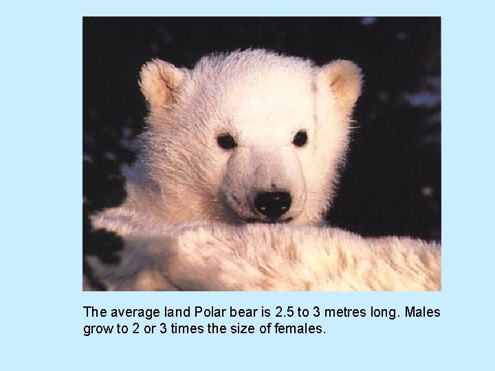 The average land Polar bear is 2. 5 to 3 metres long. Males grow