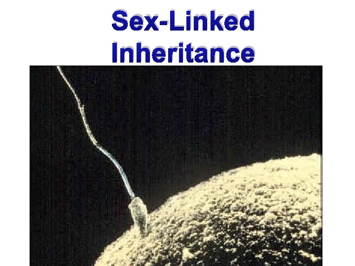 Sex-Linked Inheritance 