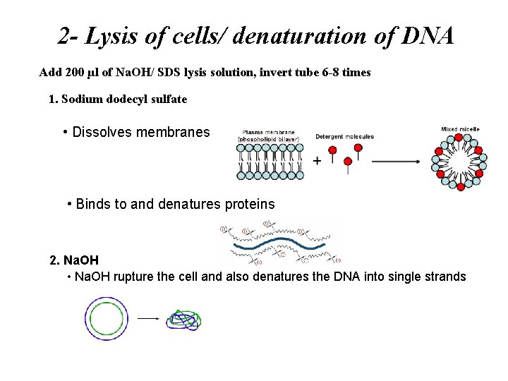 2 - Lysis of cells/ denaturation of DNA Add 200 µl of Na. OH/