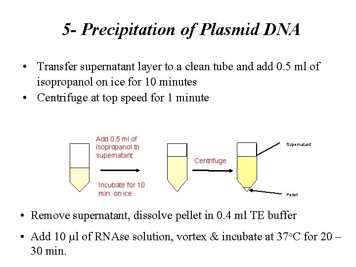 5 - Precipitation of Plasmid DNA • Transfer supernatant layer to a clean tube