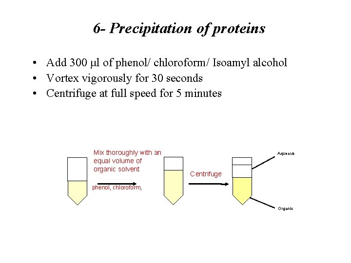 6 - Precipitation of proteins • Add 300 µl of phenol/ chloroform/ Isoamyl alcohol