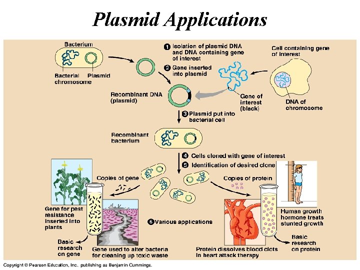 Plasmid Applications 