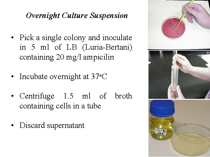 Overnight Culture Suspension • Pick a single colony and inoculate in 5 ml of