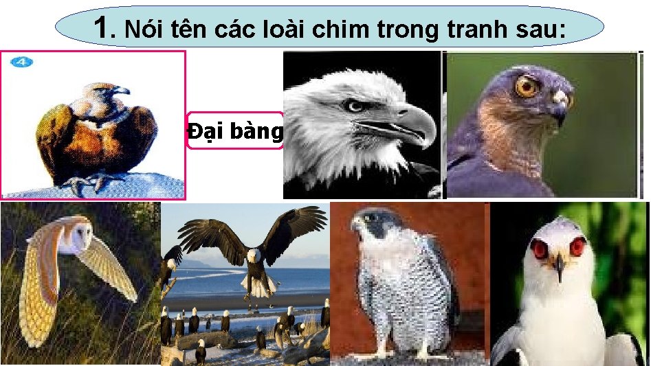 1. Nói tên các loài chim trong tranh sau: Đại bàng 