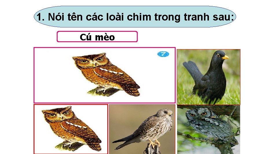 1. Nói tên các loài chim trong tranh sau: Cú mèo 