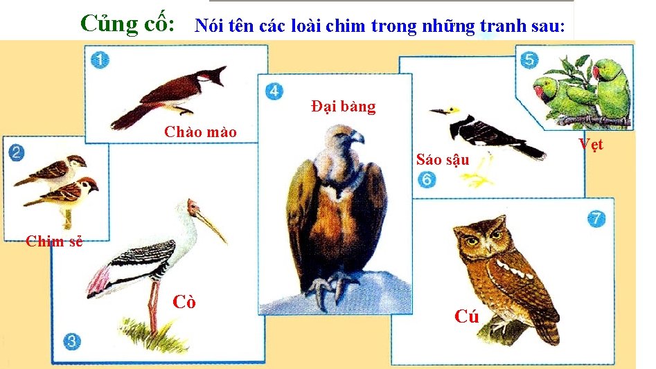 Củng cố: Nói tên các loài chim trong những tranh sau: Đại bàng Chào