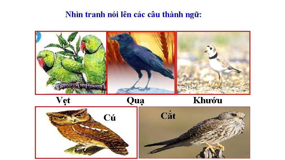 Nhìn tranh nói lên các câu thành ngữ: Vẹt Quạ Cú Khướu Cắt 