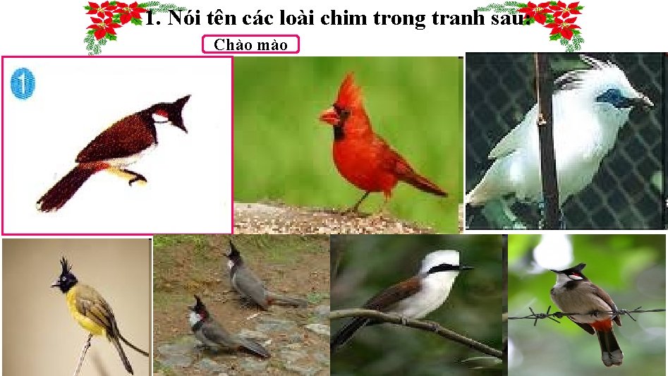 1. Nói tên các loài chim trong tranh sau: Chào mào 