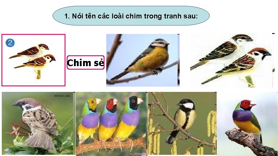 1. Nói tên các loài chim trong tranh sau: Chim sẻ 