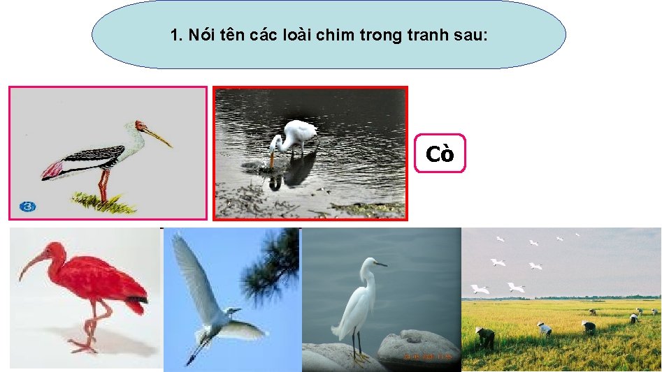 1. Nói tên các loài chim trong tranh sau: Cò 