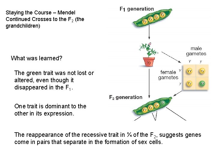 Staying the Course – Mendel Continued Crosses to the F 2 (the grandchildren) What