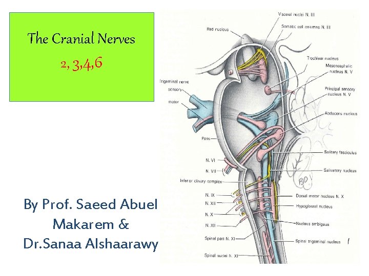 The Cranial Nerves 2, 3, 4, 6 By Prof. Saeed Abuel Makarem & Dr.