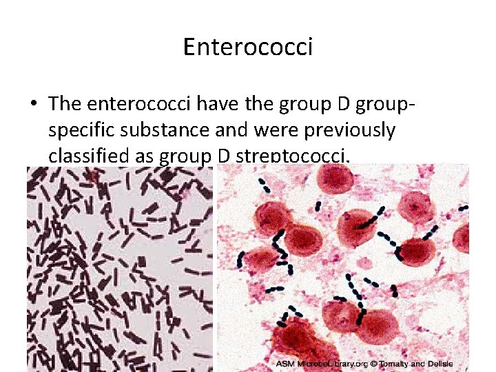 Enterococci • The enterococci have the group D groupspecific substance and were previously classified