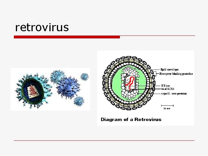 retrovirus 