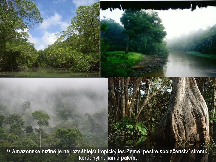 V Amazonské nížině je nejrozsáhlejší tropický les Země, pestré společenství stromů, keřů, bylin, lián