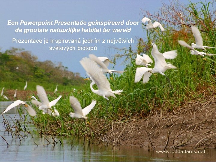 Een Powerpoint Presentatie geinspireerd door de grootste natuurlijke habitat ter wereld Prezentace je inspirovaná