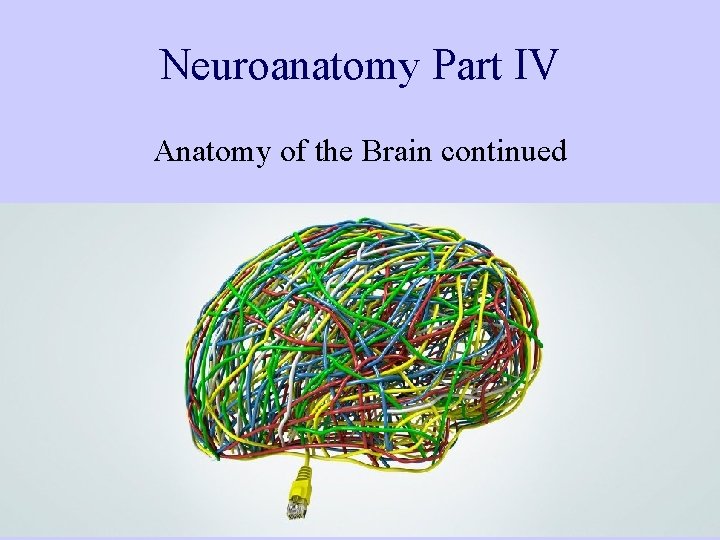 Neuroanatomy Part IV Anatomy of the Brain continued 