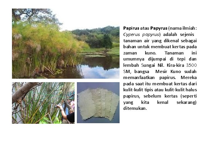 Papirus atau Papyrus (nama ilmiah: Cyperus papyrus) adalah sejenis tanaman air yang dikenal sebagai