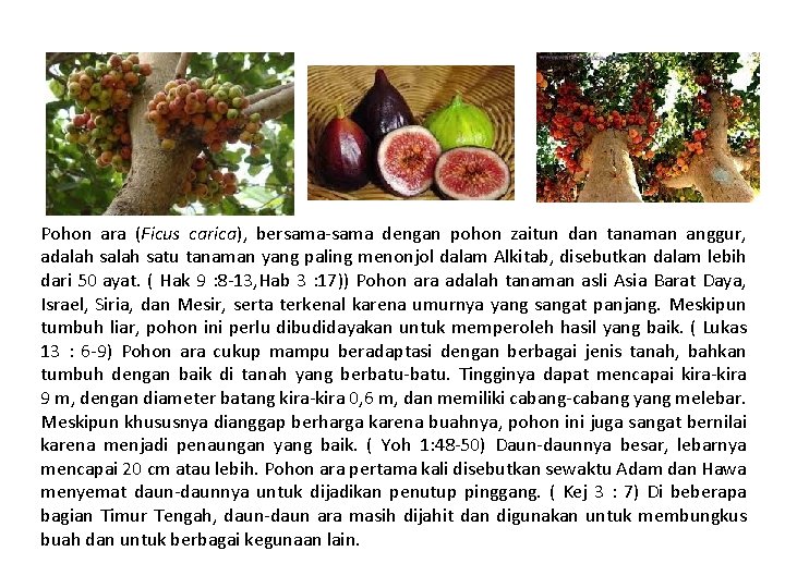 Pohon ara (Ficus carica), bersama-sama dengan pohon zaitun dan tanaman anggur, adalah satu tanaman