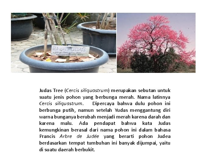 Judas Tree (Cercis siliquastrum) merupakan sebutan untuk suatu jenis pohon yang berbunga merah. Nama