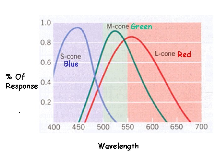 Green Red Blue % Of Response. Wavelength 