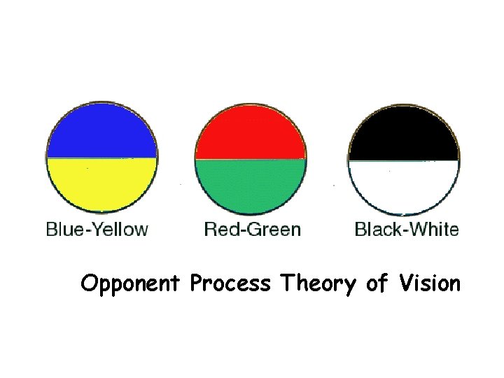 . Opponent Process Theory of Vision 