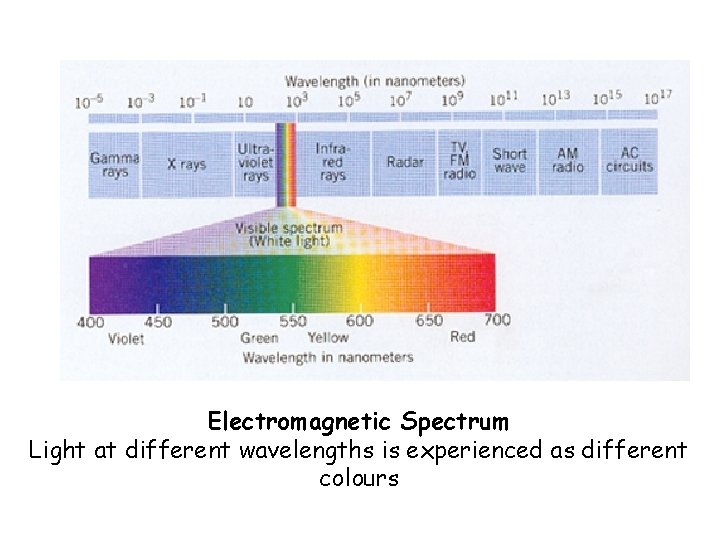 Electromagnetic Spectrum Light at different wavelengths is experienced as different colours 