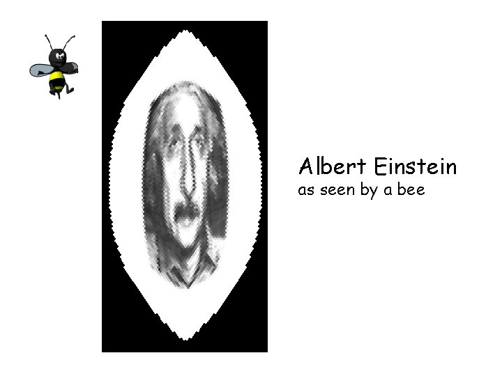 Albert Einstein as seen by a bee 