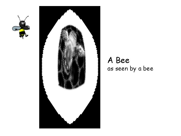 A Bee as seen by a bee 