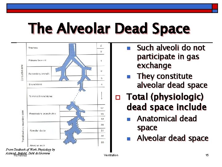 The Alveolar Dead Space n n o Total (physiologic) dead space include n n