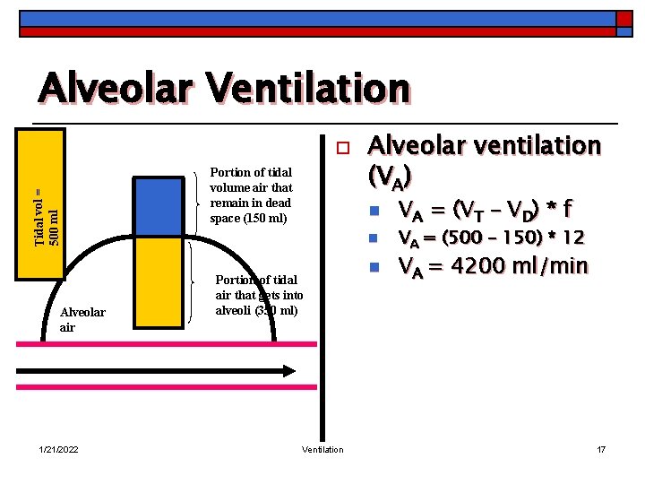 Alveolar Ventilation Tidal vol = 500 ml o Alveolar air 1/21/2022 Portion of tidal