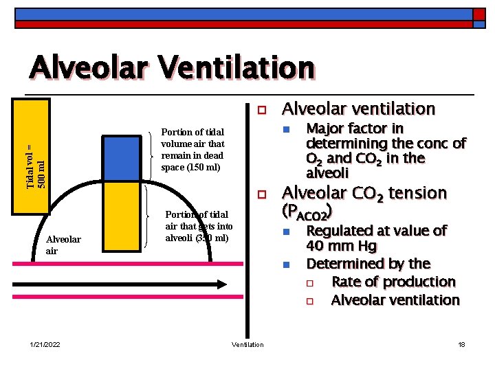 Alveolar Ventilation Tidal vol = 500 ml o Alveolar air Alveolar ventilation n Portion