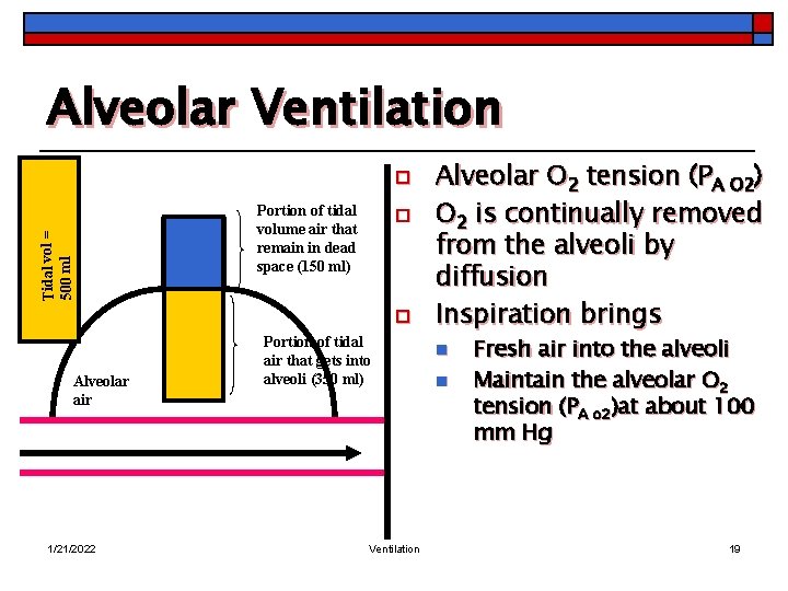 Alveolar Ventilation Tidal vol = 500 ml o Portion of tidal volume air that