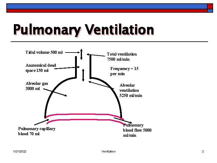 Pulmonary Ventilation Tidal volume 500 ml Anatomical dead space 150 ml Total ventilation 7500