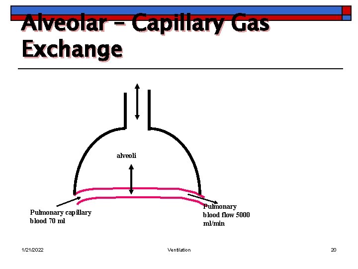 Alveolar – Capillary Gas Exchange alveoli Pulmonary blood flow 5000 ml/min Pulmonary capillary blood