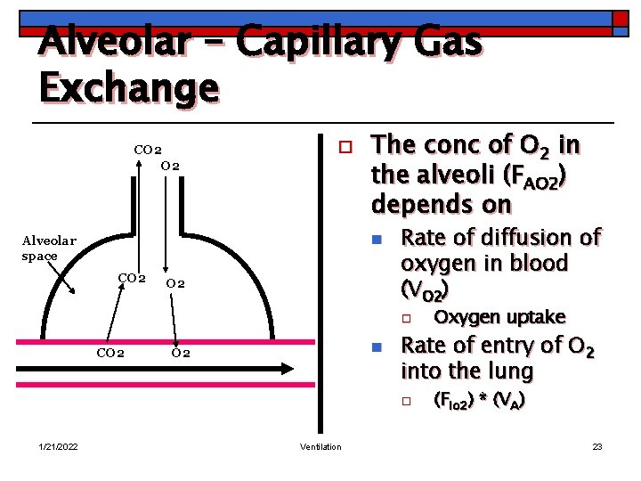 Alveolar – Capillary Gas Exchange CO 2 o The conc of O 2 in