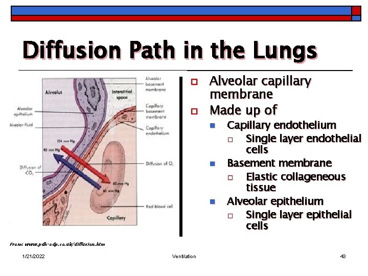 Diffusion Path in the Lungs o o Alveolar capillary membrane Made up of n