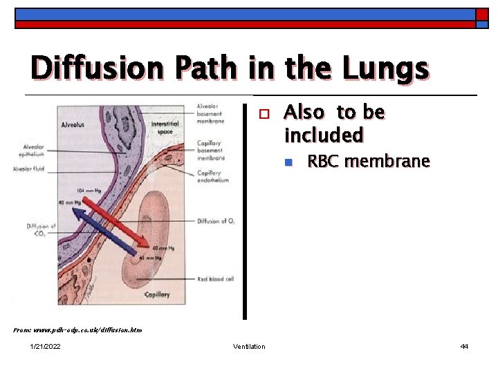 Diffusion Path in the Lungs o Also to be included n RBC membrane From: