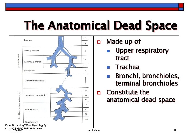 The Anatomical Dead Space o o From Textbook of Work Physiology by Astrand, Rodahl,