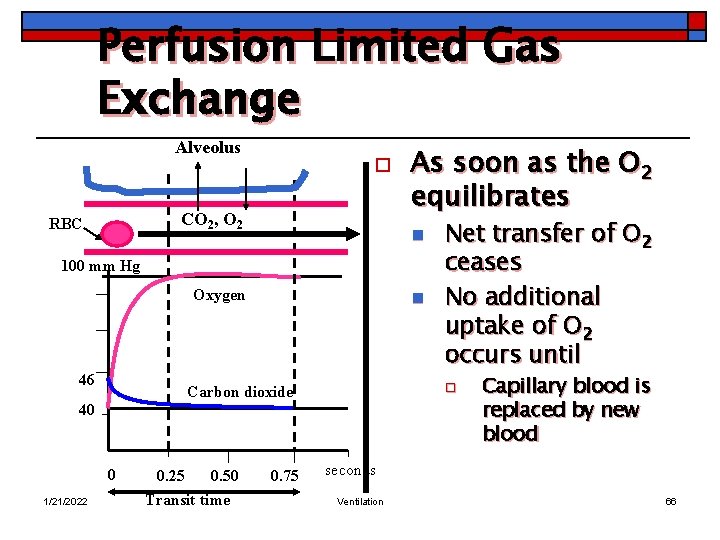 Perfusion Limited Gas Exchange Alveolus o CO 2, O 2 RBC As soon as