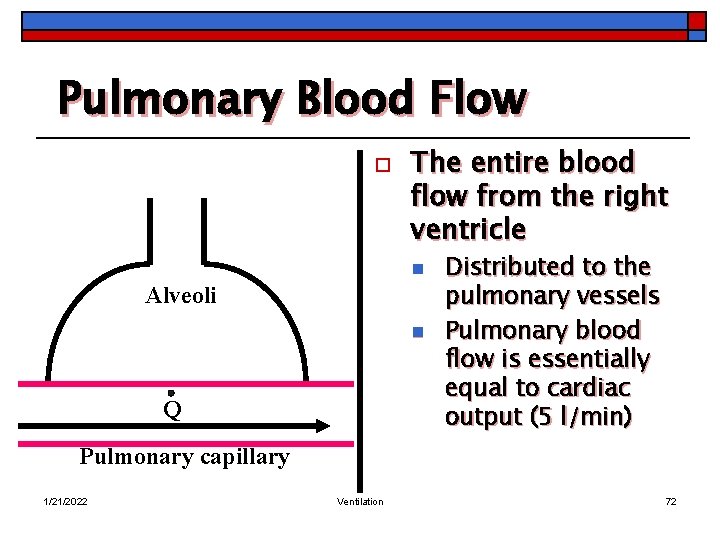 Pulmonary Blood Flow o The entire blood flow from the right ventricle n Alveoli