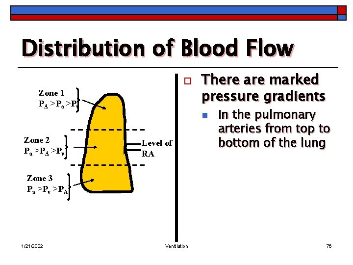 Distribution of Blood Flow o Zone 1 PA >Pa >Pv There are marked pressure