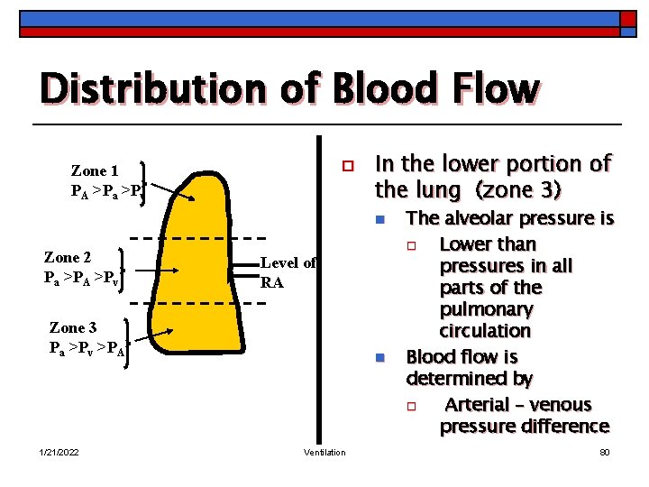 Distribution of Blood Flow o Zone 1 PA >Pa >Pv In the lower portion