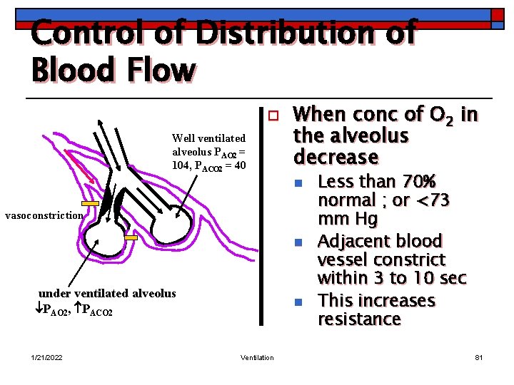 Control of Distribution of Blood Flow o Well ventilated alveolus PAO 2 = 104,