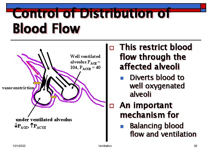 Control of Distribution of Blood Flow o Well ventilated alveolus PAO 2 = 104,