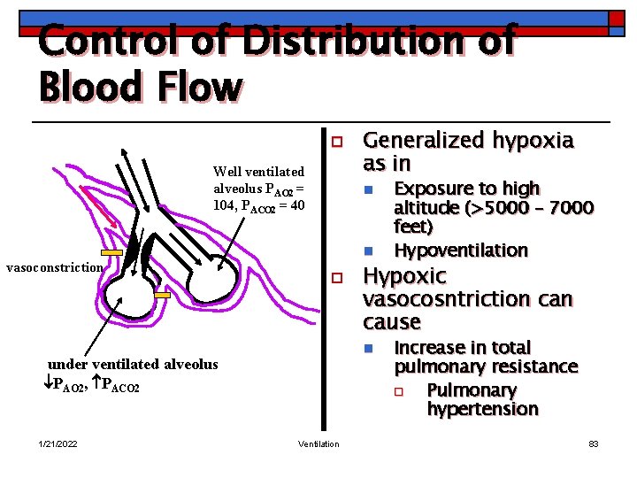 Control of Distribution of Blood Flow o Well ventilated alveolus PAO 2 = 104,