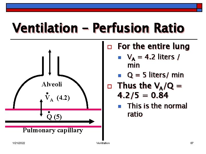 Ventilation – Perfusion Ratio o For the entire lung n n Alveoli o VA