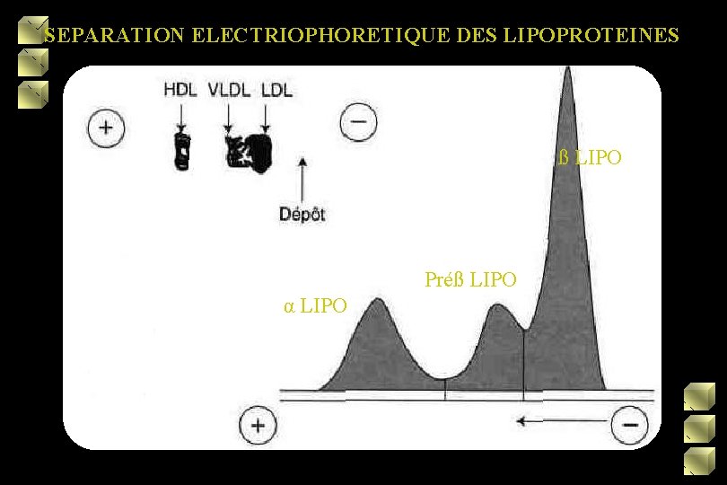 SEPARATION ELECTRIOPHORETIQUE DES LIPOPROTEINES ß LIPO Préß LIPO α LIPO 