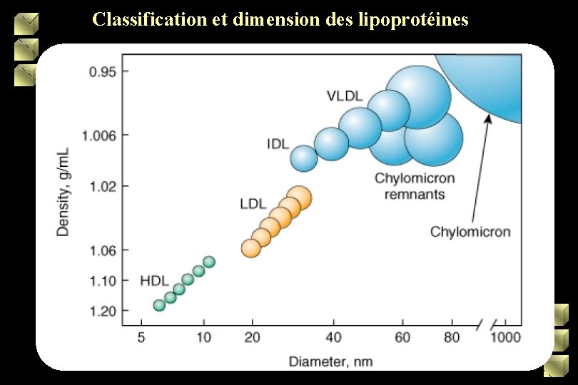 Classification et dimension des lipoprotéines 