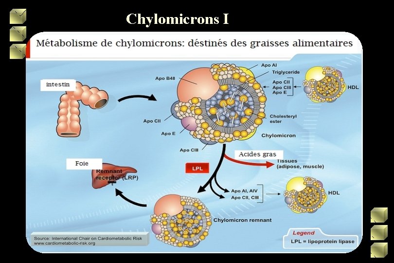 Chylomicrons I 